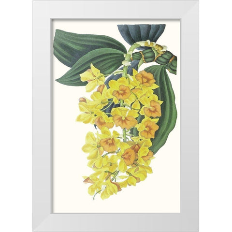 Paxton Tropicals VIII White Modern Wood Framed Art Print by Paxton