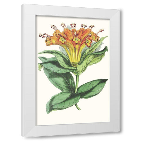 Paxton Tropicals IX White Modern Wood Framed Art Print by Paxton