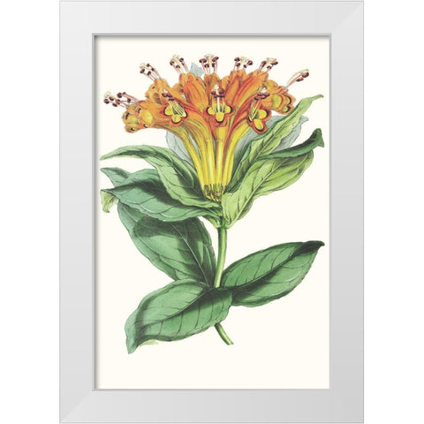 Paxton Tropicals IX White Modern Wood Framed Art Print by Paxton
