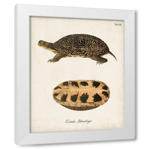 Antique Turtles And Shells VI White Modern Wood Framed Art Print by Unknown