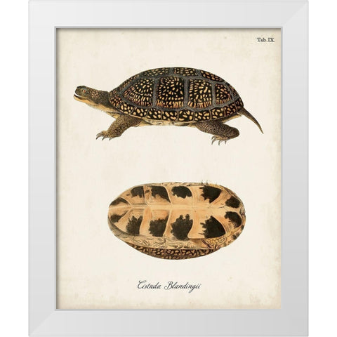 Antique Turtles And Shells VI White Modern Wood Framed Art Print by Unknown