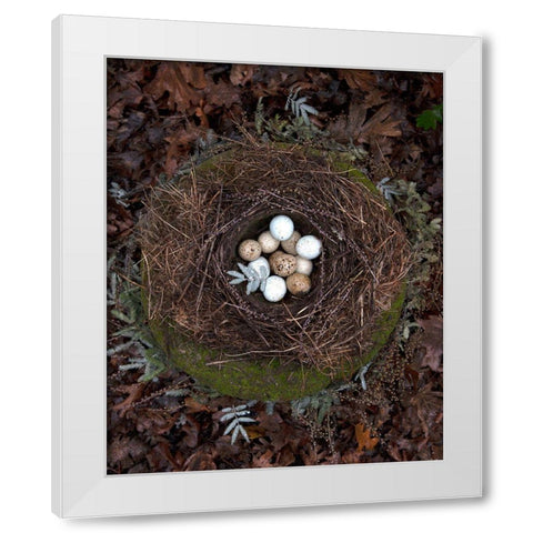 Winter Nest Detail II White Modern Wood Framed Art Print by Soderman, Tania