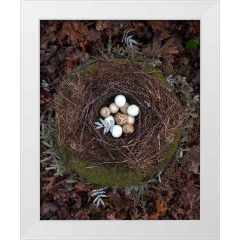 Winter Nest Detail II White Modern Wood Framed Art Print by Soderman, Tania