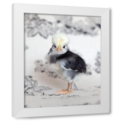 Tulip White Modern Wood Framed Art Print by Soderman, Tania