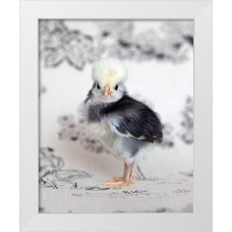 Tulip White Modern Wood Framed Art Print by Soderman, Tania