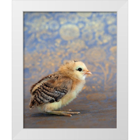 Viola White Modern Wood Framed Art Print by Soderman, Tania