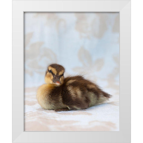 Peanut White Modern Wood Framed Art Print by Soderman, Tania