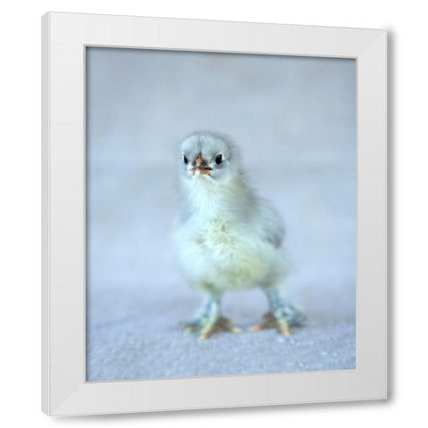 Bluebell White Modern Wood Framed Art Print by Soderman, Tania