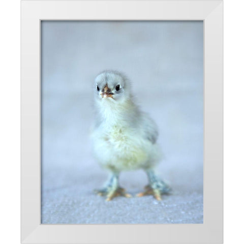 Bluebell White Modern Wood Framed Art Print by Soderman, Tania