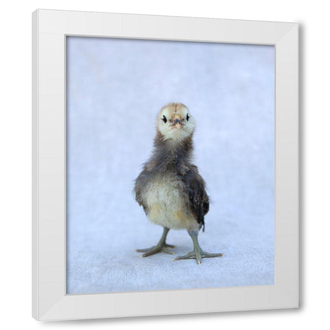 Viva White Modern Wood Framed Art Print by Soderman, Tania