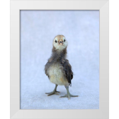 Viva White Modern Wood Framed Art Print by Soderman, Tania