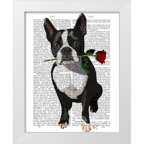 Boston Terrier with Rose in Mouth White Modern Wood Framed Art Print by Fab Funky