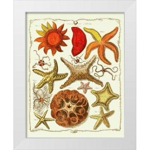 Starfish and Sea Urchins a White Modern Wood Framed Art Print by Fab Funky