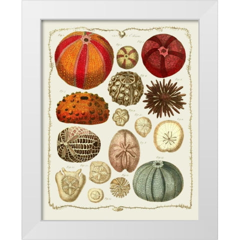 Starfish and Sea Urchins b White Modern Wood Framed Art Print by Fab Funky