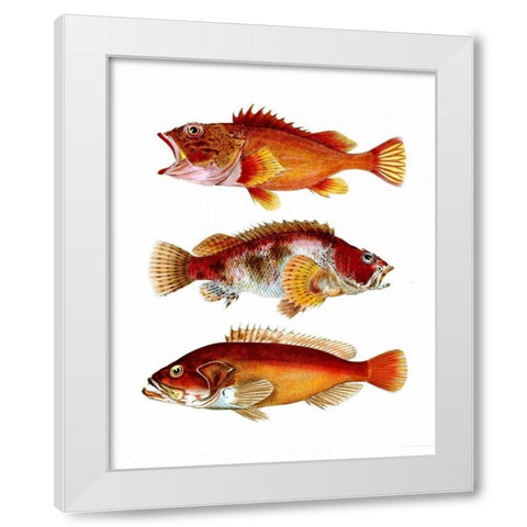 Orange Fish Trio White Modern Wood Framed Art Print by Fab Funky
