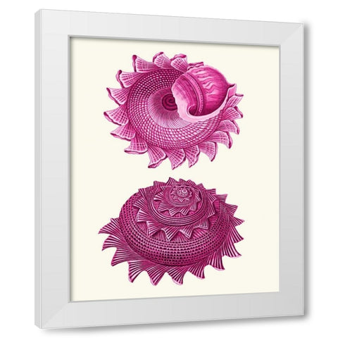 Pink Shells b White Modern Wood Framed Art Print by Fab Funky