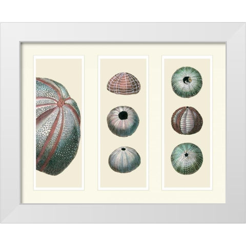 Sea Urchins on 3 Panels White Modern Wood Framed Art Print by Fab Funky