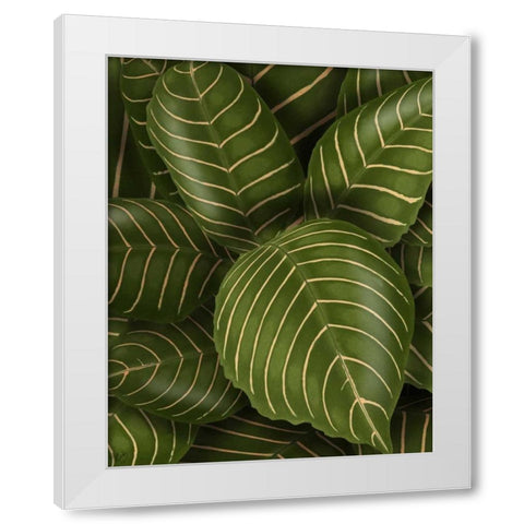 Aphelandri Leopoldi White Modern Wood Framed Art Print by Fab Funky