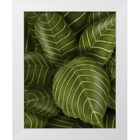 Aphelandri Leopoldi White Modern Wood Framed Art Print by Fab Funky