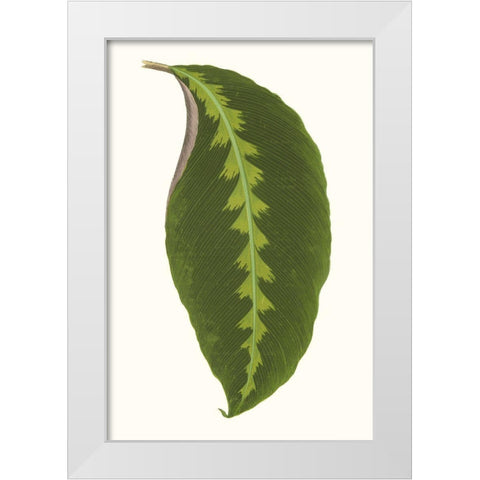 Collected Leaves I White Modern Wood Framed Art Print by Vision Studio