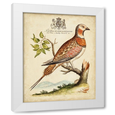 Regal Birds I White Modern Wood Framed Art Print by Edwards, George