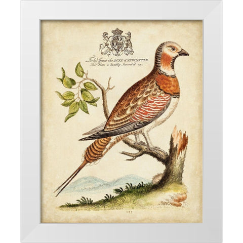 Regal Birds I White Modern Wood Framed Art Print by Edwards, George