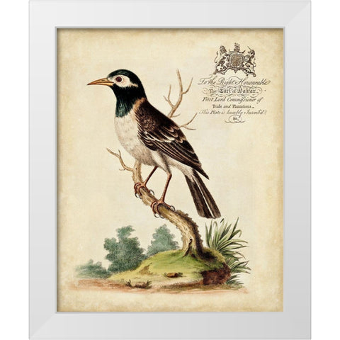 Regal Birds II White Modern Wood Framed Art Print by Edwards, George