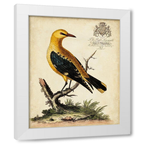 Regal Birds III White Modern Wood Framed Art Print by Edwards, George