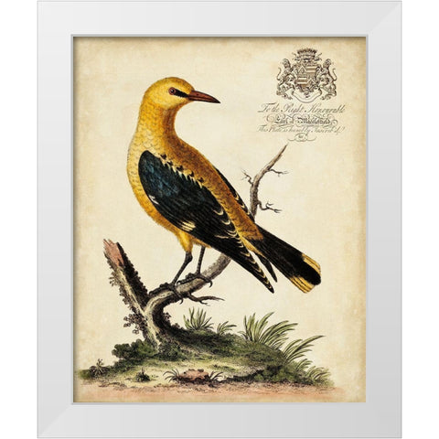Regal Birds III White Modern Wood Framed Art Print by Edwards, George