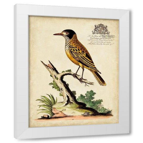 Regal Birds IV White Modern Wood Framed Art Print by Edwards, George