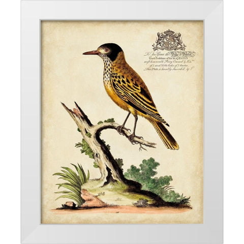 Regal Birds IV White Modern Wood Framed Art Print by Edwards, George