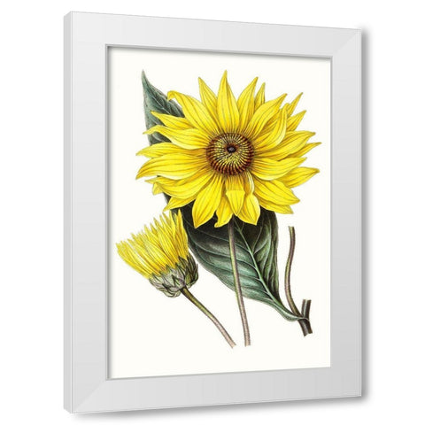 Paxton Florals II White Modern Wood Framed Art Print by Paxton