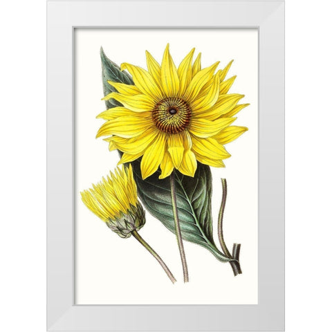 Paxton Florals II White Modern Wood Framed Art Print by Paxton