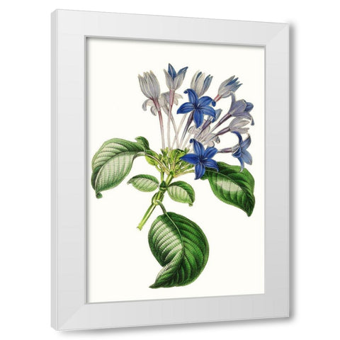 Paxton Florals IV White Modern Wood Framed Art Print by Paxton
