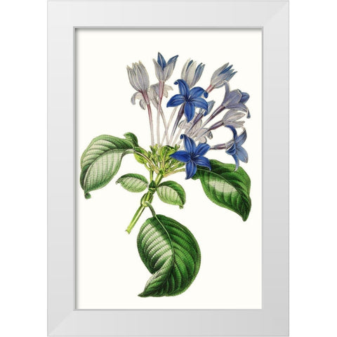 Paxton Florals IV White Modern Wood Framed Art Print by Paxton