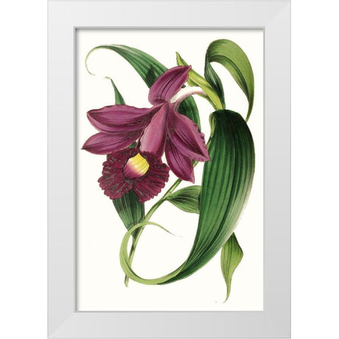 Paxton Florals V White Modern Wood Framed Art Print by Paxton