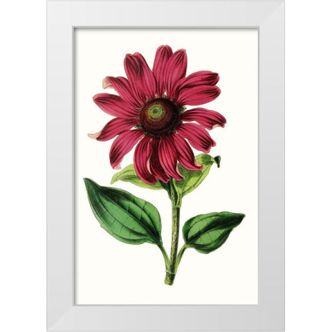 Paxton Florals VI White Modern Wood Framed Art Print by Paxton
