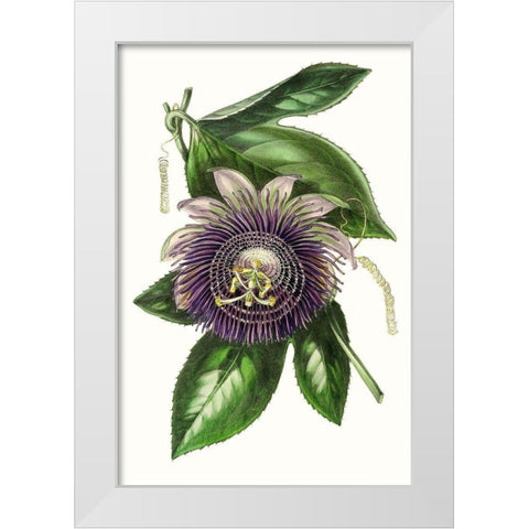 Paxton Florals VII White Modern Wood Framed Art Print by Paxton