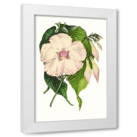 Paxton Florals VIII White Modern Wood Framed Art Print by Paxton