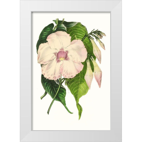 Paxton Florals VIII White Modern Wood Framed Art Print by Paxton
