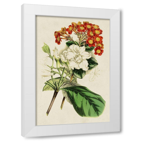 Paxton Botanical Pairing V White Modern Wood Framed Art Print by Paxton