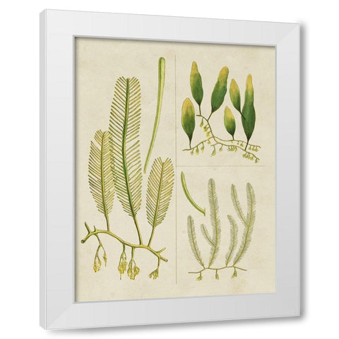 Vintage Sea Grass I White Modern Wood Framed Art Print by Vision Studio