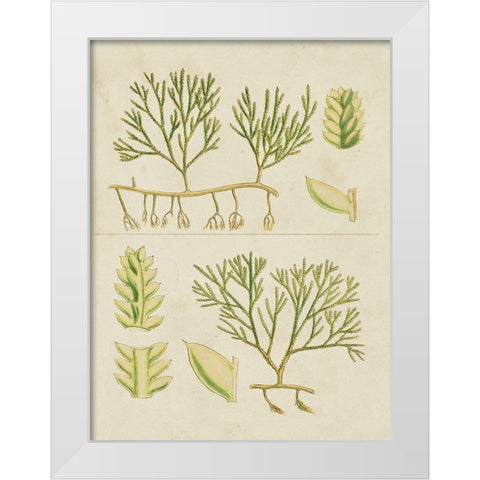 Vintage Sea Grass II White Modern Wood Framed Art Print by Vision Studio