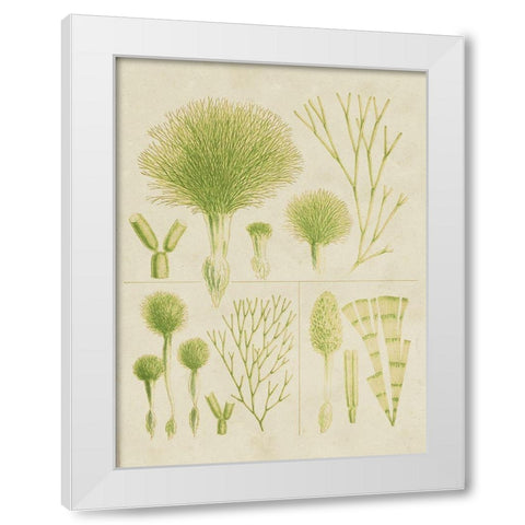 Vintage Sea Grass III White Modern Wood Framed Art Print by Vision Studio