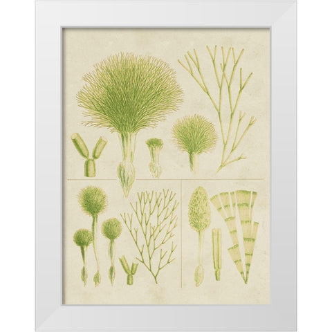 Vintage Sea Grass III White Modern Wood Framed Art Print by Vision Studio