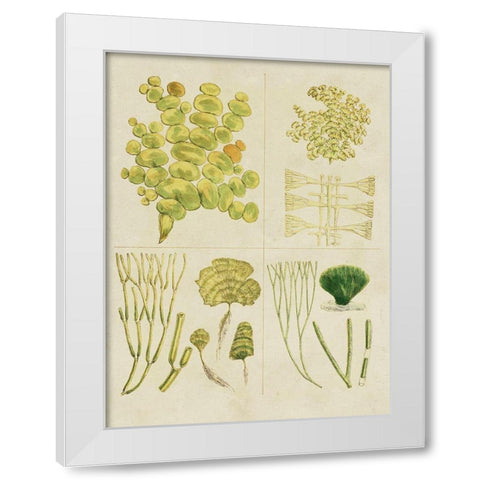 Vintage Sea Grass IV White Modern Wood Framed Art Print by Vision Studio