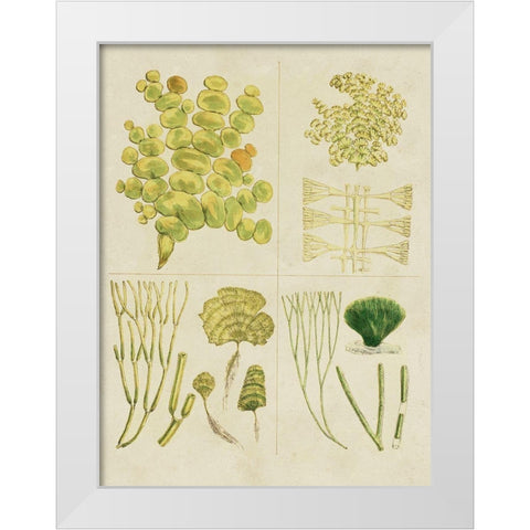 Vintage Sea Grass IV White Modern Wood Framed Art Print by Vision Studio