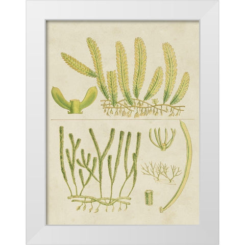 Vintage Sea Grass V White Modern Wood Framed Art Print by Vision Studio