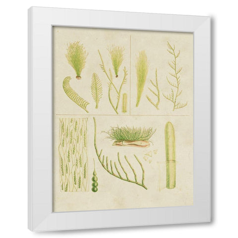 Vintage Sea Grass VI White Modern Wood Framed Art Print by Vision Studio