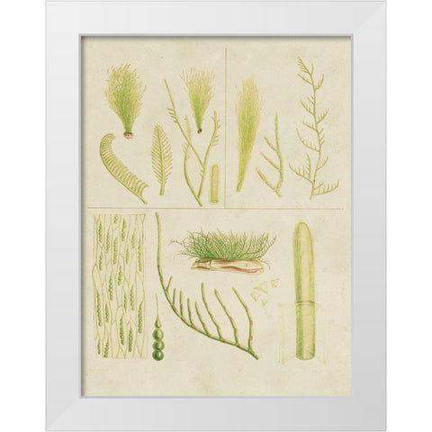 Vintage Sea Grass VI White Modern Wood Framed Art Print by Vision Studio